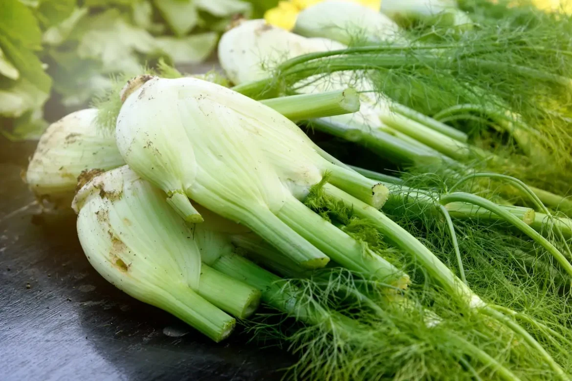 Découvrez les bienfaits du fenouil pour votre digestion