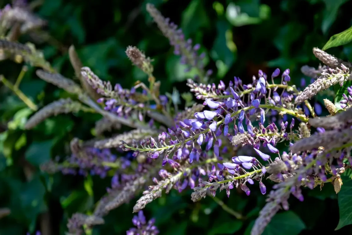Glycine effets secondaires : risques et précautions d'usage